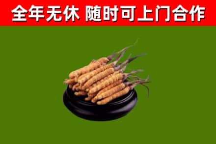 故城回收冬虫夏草